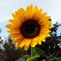 Sonnenblume (Andrea Ziegler)